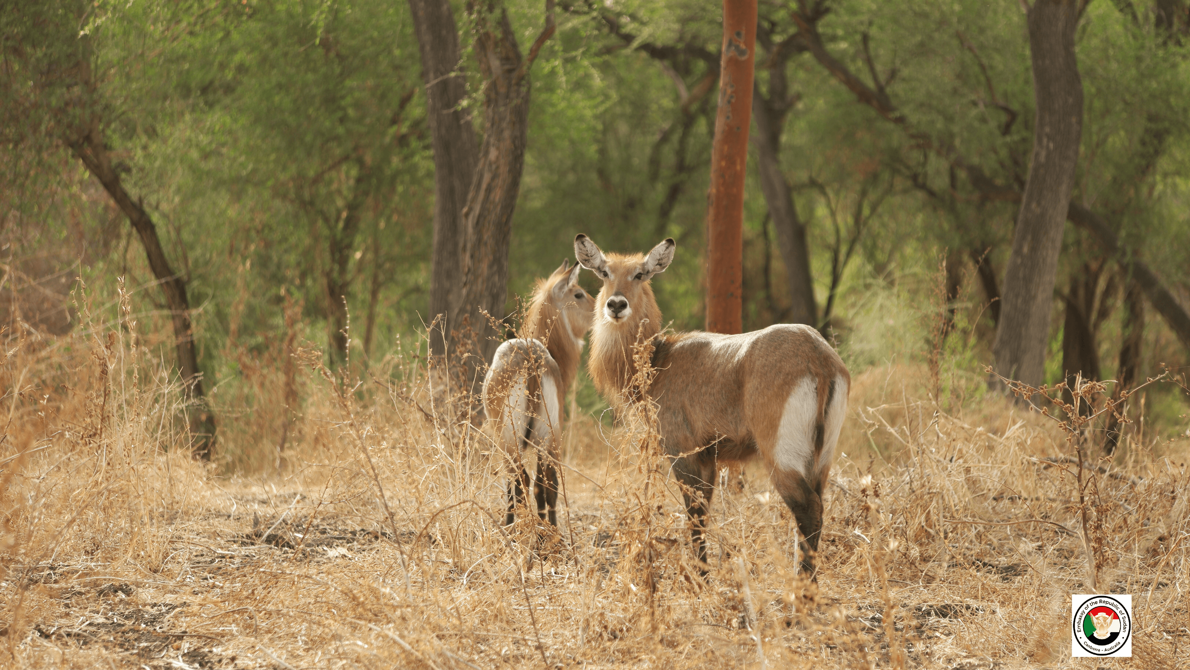 Sudan tourism gallery 30