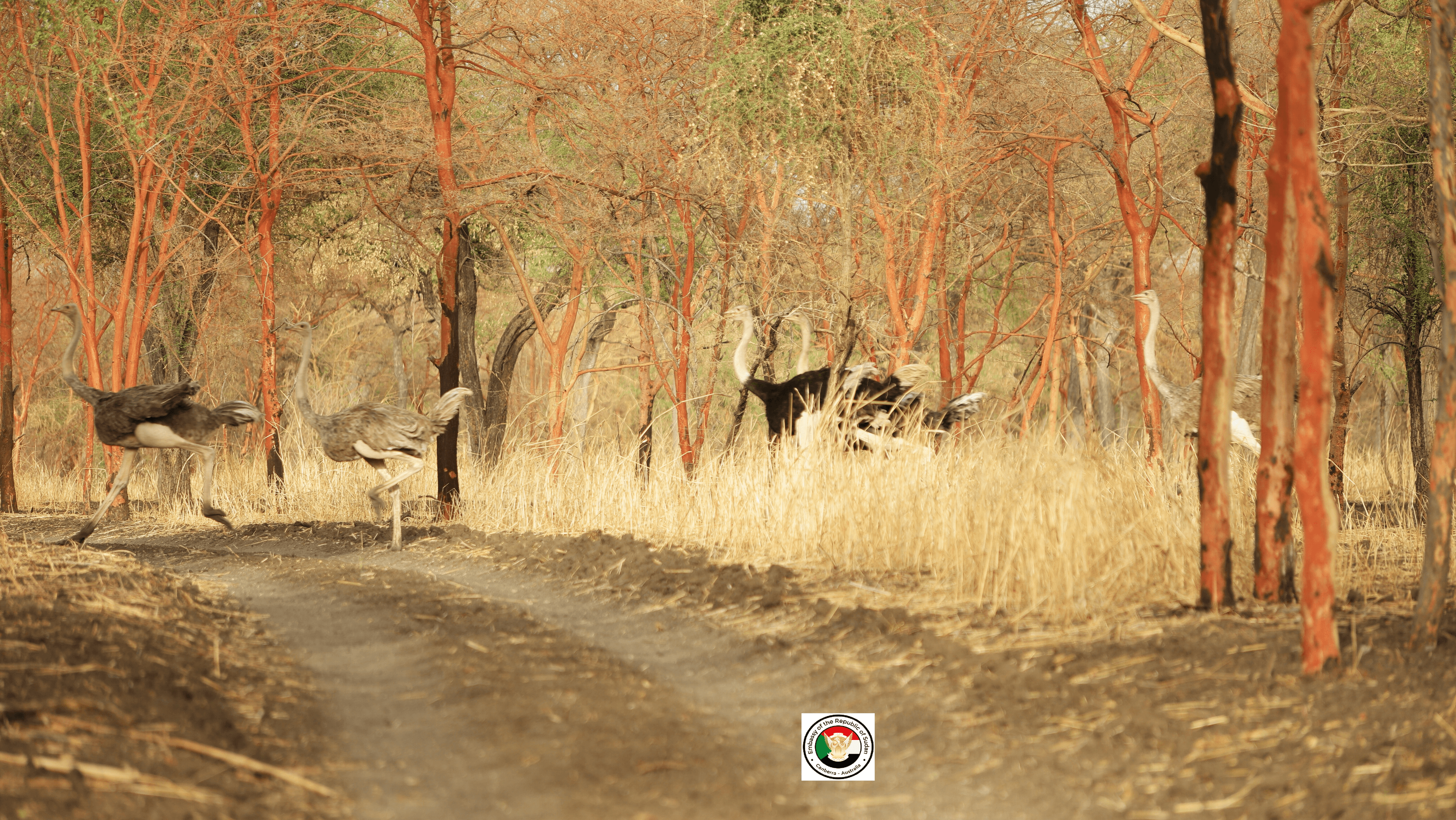 Sudan tourism gallery 33
